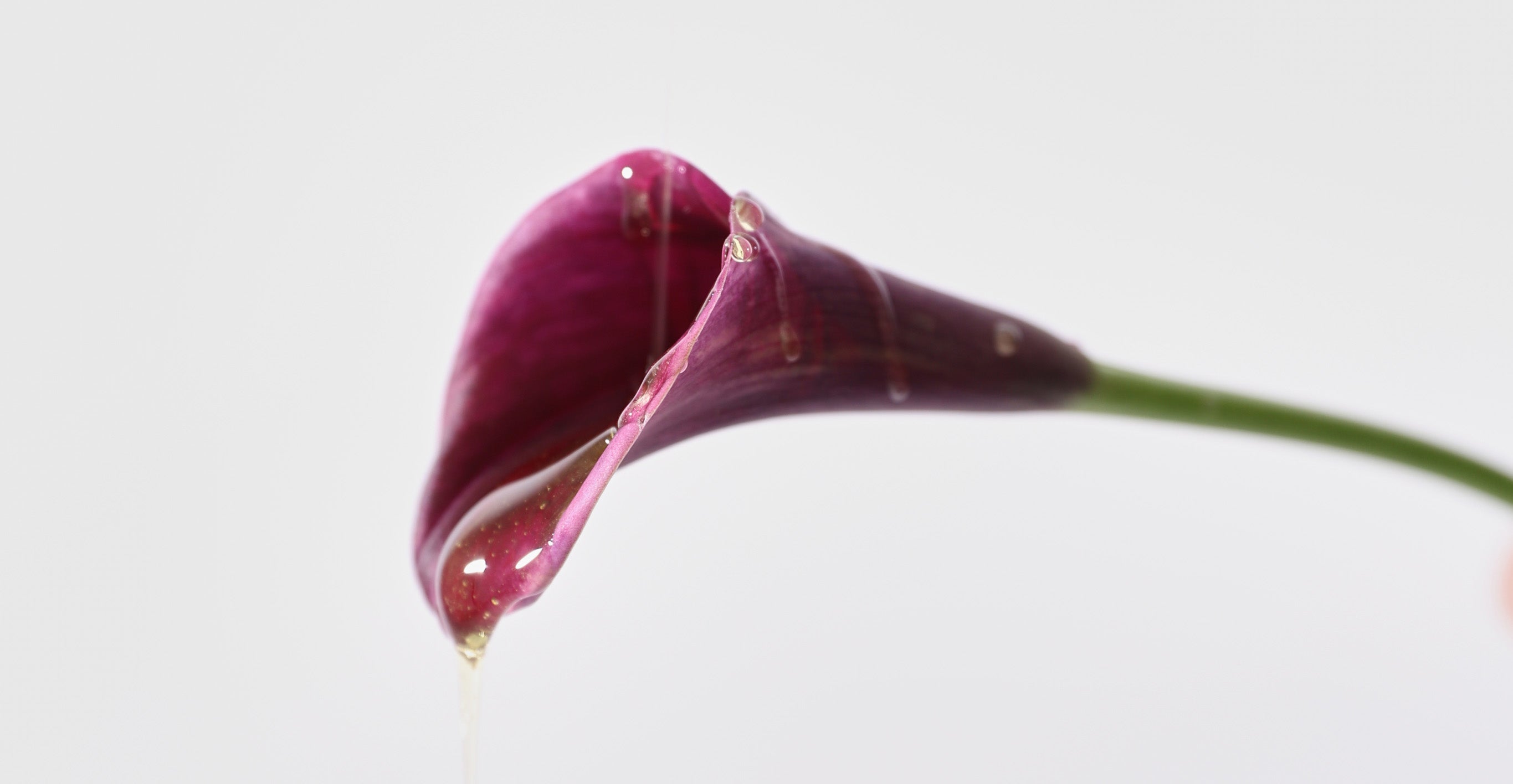 Close-up of a purple calla lily flower on a light gray background